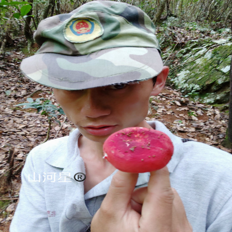 山河星土货野生真红菇红椎菌野红蘑菇食用菌山珍野味三明清流闽西