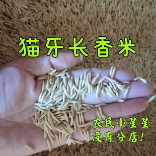猫牙米香米长粒香米稻谷细长大米汕稻水稻谷常规稻农场自留稻种植
