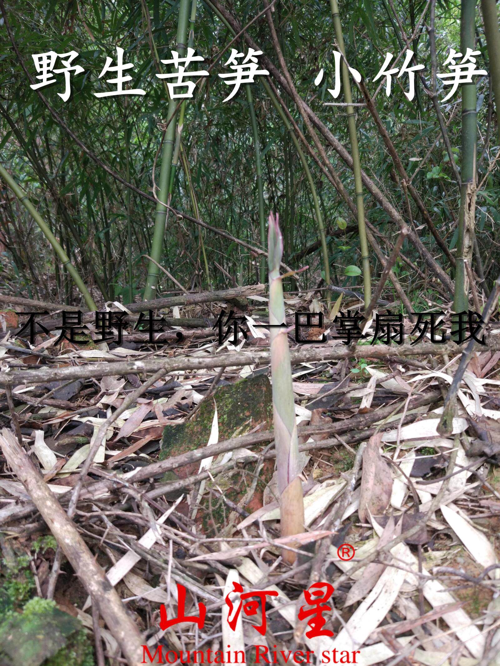 土货剥壳带壳苦笋生态新鲜客家春笋手剥笋小竹笋猪胆笋厘竹