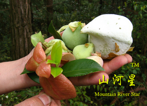 山河星茶耳茶片茶耳朵茶干茶苞生态野果新鲜水果原始森林食品现采