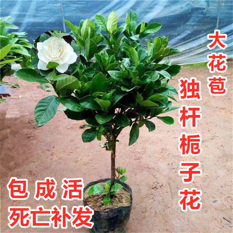 栀子花盆栽大小叶独杆桅子花苗牡丹栀子花带花苞室内外盆栽花卉