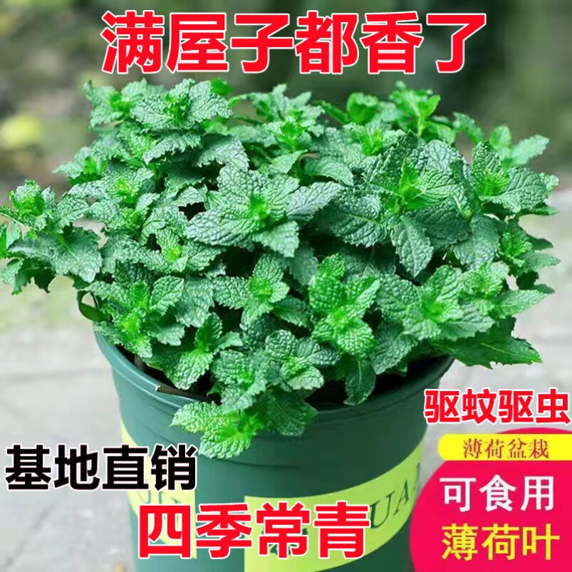 薄荷盆栽可食用泡茶四季常青好养易活留兰香薄荷叶苗阳台驱蚊植物