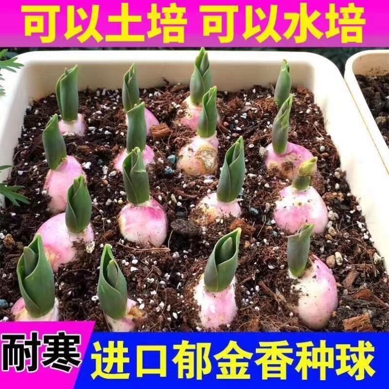 好养郁金香进口种球种球图片