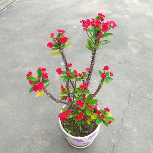 老桩小叶虎刺梅耐旱四季开花盆栽麒麟花黄色铁海棠花卉稀有品种粉