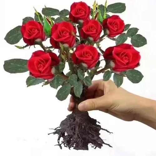 四季开花玫瑰花苗盆栽花卉室内