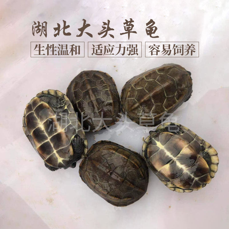 大头草龟冷水龟草龟活体宠物龟鳖乌龟活体草龟乌龟活体草龟乌龟活