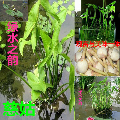 水生植物 水池河塘绿化 慈姑苗 茨菇芽 白茨菰 家养 水培植物