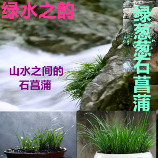 石菖蒲金线石菖蒲草龙根香味虎须文房附石盆景水培植物栽培微景