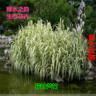 水生植物水培花叶芦竹金叶芦苇河道湿地公园池塘假山公路绿化造景