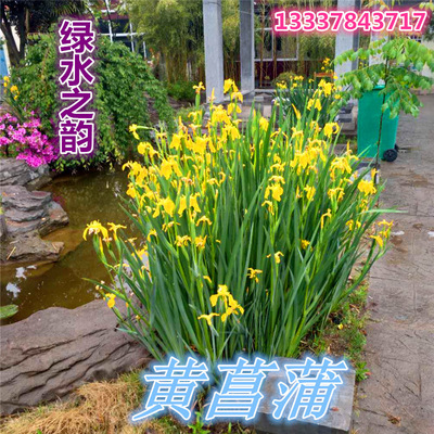 黄菖蒲苗 水生鸢尾 黄花鸢尾 河道公园湿地绿化造景花卉湿生植物