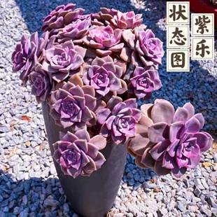 河边 29.8元 多肉植物 地栽紫乐 零花钱多肉