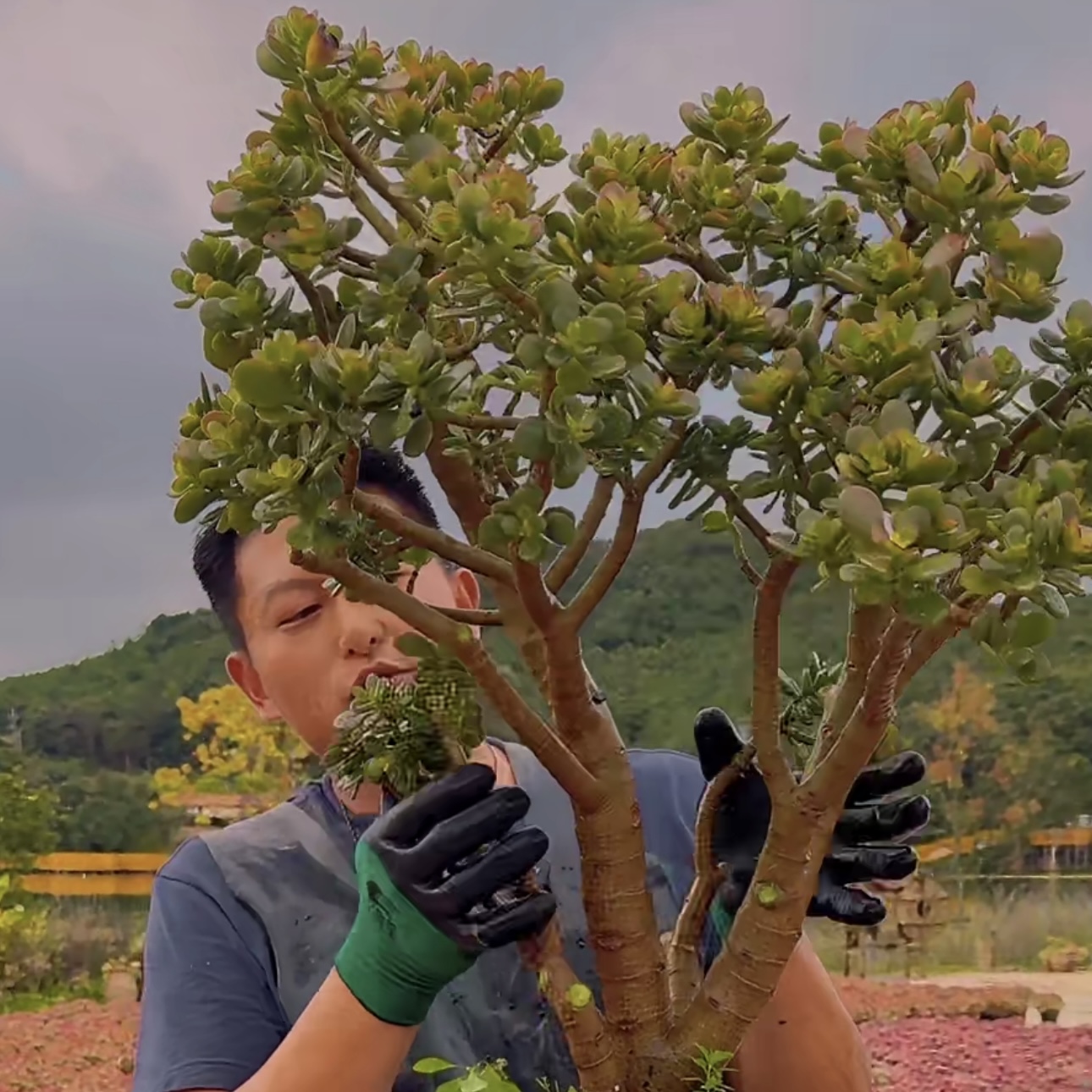零花钱多肉 盆栽大摇钱树(姬红花月)修剪后发货 68元 多肉植物