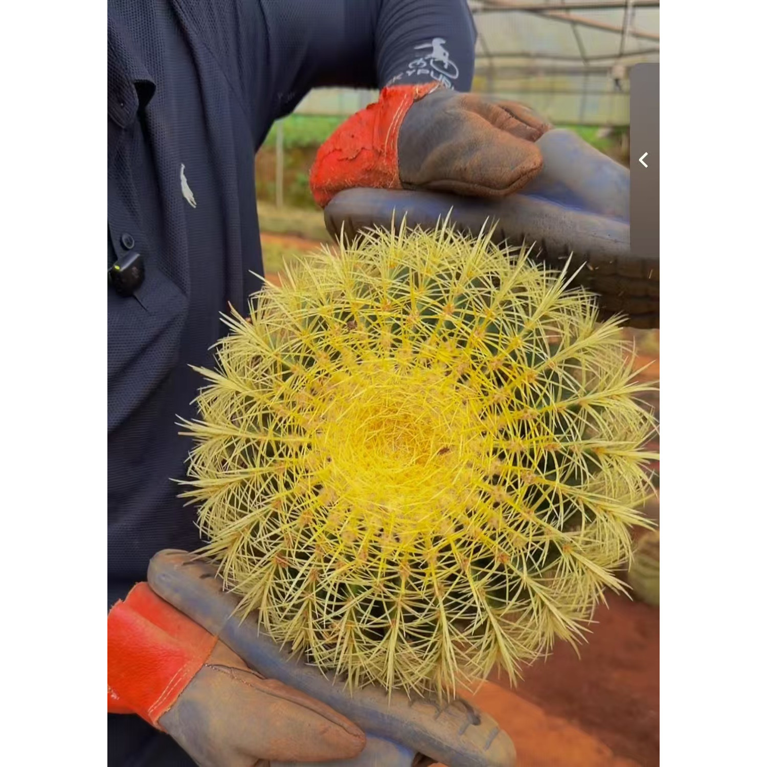 零花钱多肉 密刺金虎 带刺冠幅25-28cm 38元 仙人掌科 简单 种植