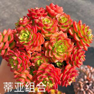 零花钱多肉 盆栽蒂亚组合 9.9元 多肉植物