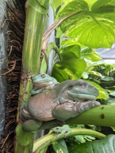 另类宠物姥爷树蛙两栖蛙类宠物蛙旅行青蛙