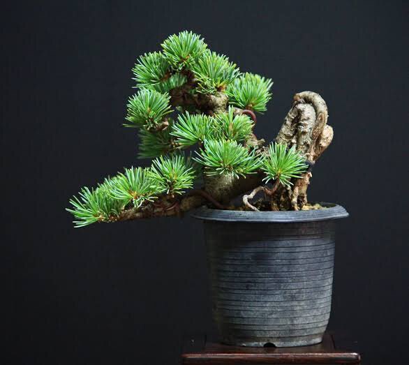 日本名贵品五针松 稀有品种五针松 雪月花 福泉 福娘 明星 瑞祥
