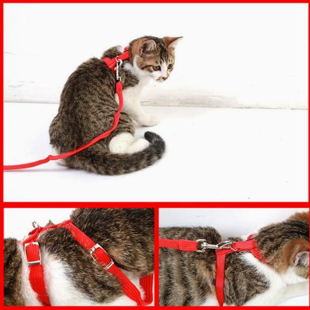 小猫咪牵引绳兔子防挣脱遛猫绳幼猫拴猫绳子宠物小狗胸背带猫链子