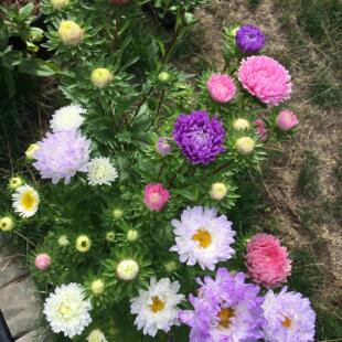 矮翠菊花种子四季播种开花大花糖果菊花种籽庭院耐寒易活室外花种