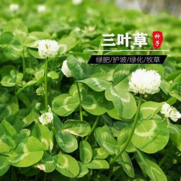 进口三叶草花种子白车轴草种籽果园绿肥四季常青耐寒绿化草坪草籽