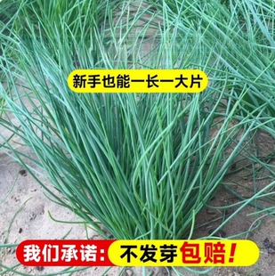 沙葱种子根苗新鲜内蒙古韭野生蔬菜种籽小香胡葱阳台庭院四季种植