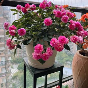 【茶花凤仙花种子】重瓣大花指甲花四季播种开花阳台庭院花卉种籽