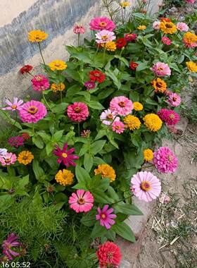 百日草四季开花不断庭院室外花镜