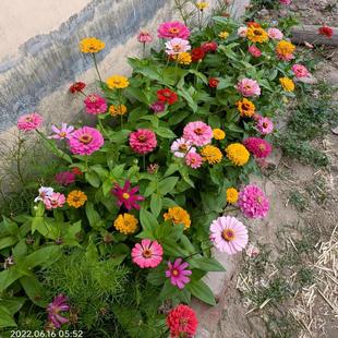 进口百日草花种籽四季播种开花阳台盆栽庭院花海百日菊花卉种子孑