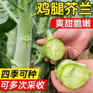 甜芯绿芥蓝种子柳叶百花甜脆芥兰种籽四季菜心种孑农家青蔬菜种子