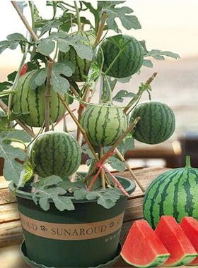 红玉2K小西瓜种子薄皮少籽8424麒麟西瓜盆栽阳台水果种籽四季播种