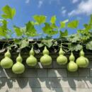 手捻葫芦种籽 葫芦苗秧种孑籽 八宝大酒亚腰手捻瓢文玩葫芦种子