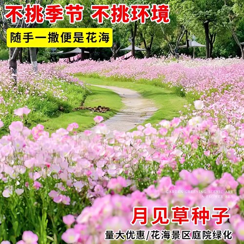 美丽月见草花种籽四季播种