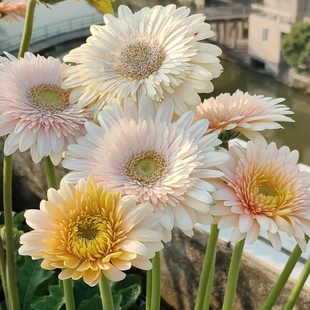 进口非洲菊种子阳台盆栽四季景观绿化植物扶郎花菊花种籽花卉种孑