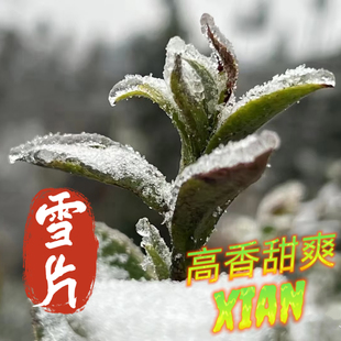 雪片鸭屎香雪片大乌叶雪片蜜兰香雪片凤凰单丛雪片黄枝香