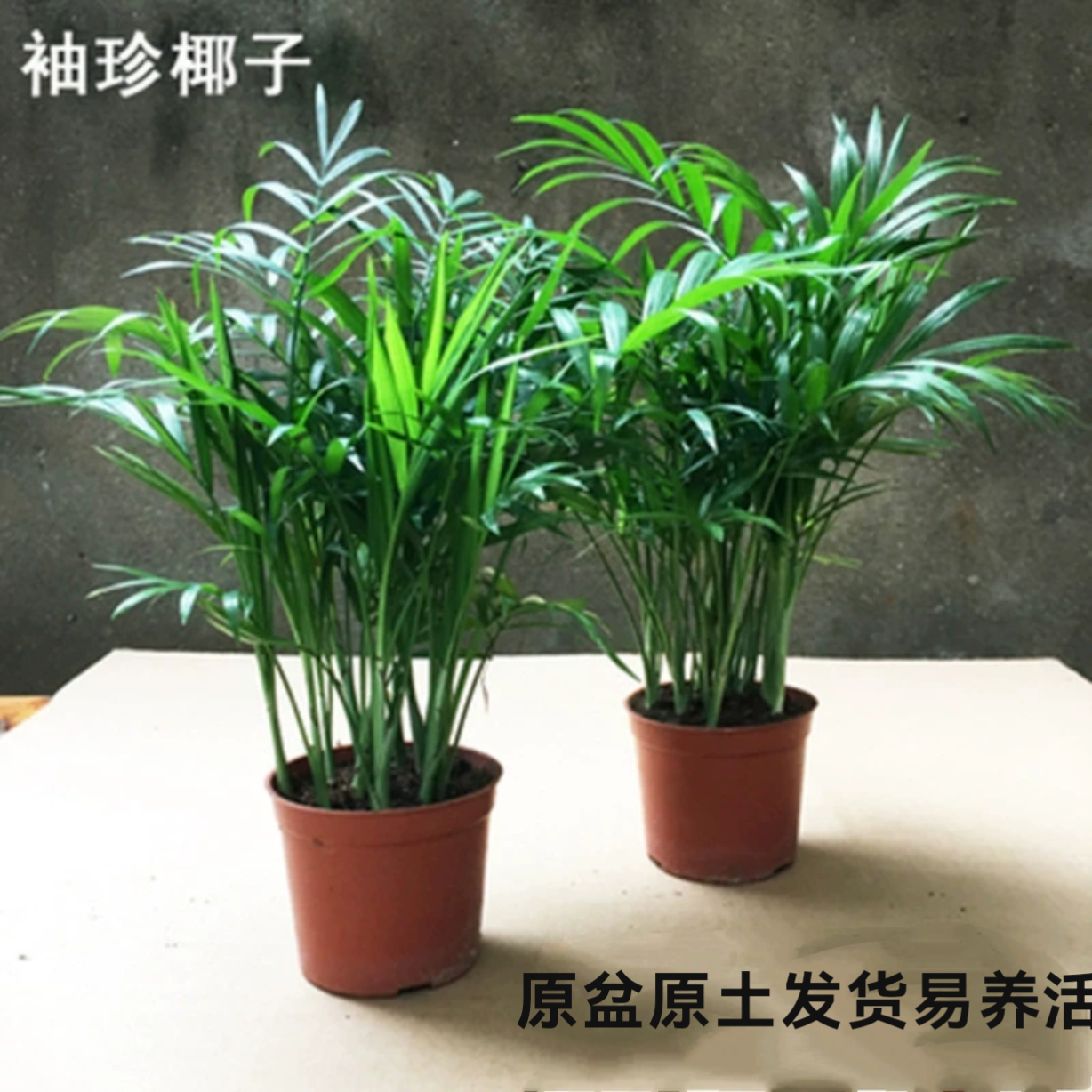 袖珍椰子绿植四季常绿