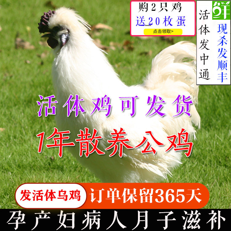 泰和乌鸡土公鸡农村散养白凤乌骨鸡农家自养活体子公鸡雄乌鸡包邮