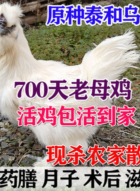 泰和乌鸡白凤乌骨鸡农家老母鸡散养农村草土鸡五黑鸡活体鸡包到家