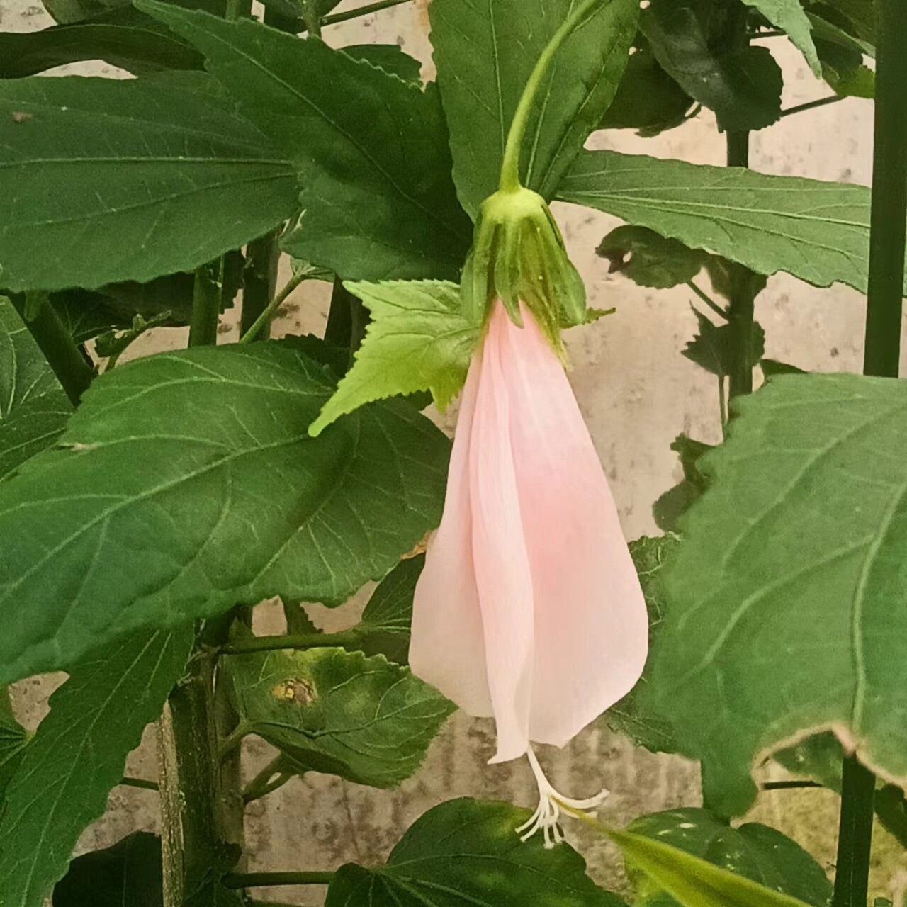 庭院阳台绿篱花苗盆栽粉色悬铃花 花型奇 大红袍含苞待放花状卷瓣