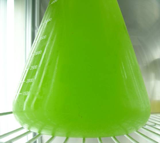 [星星活饵] 海水小球藻（Chlorella salina）