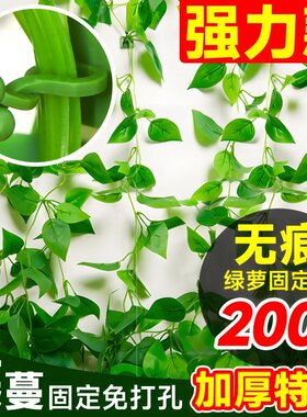绿萝爬墙固定器绿植攀爬绿植爬墙
