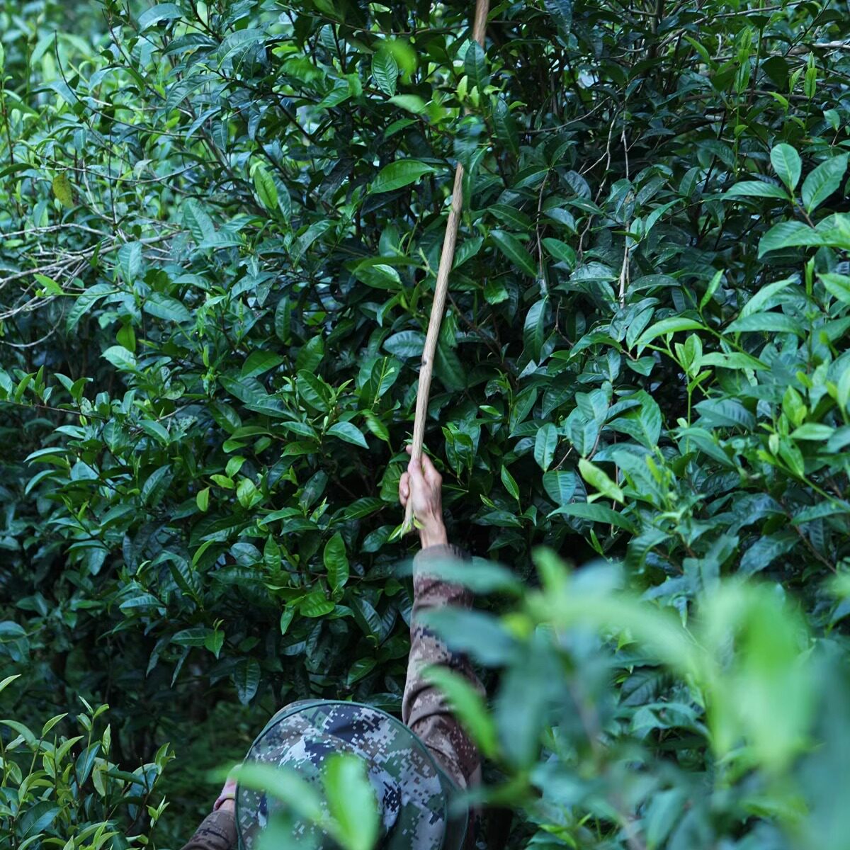 2024年春茶预售 云南普洱茶 手工茶 自家茶园 散茶  大树茶 生茶
