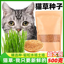 猫草种子小麦无土水培种植猫草猫咪吃的化毛去毛球懒人猫麦草籽