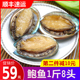 新鲜鲜活深海精品鲍鱼大鲍鱼活体刺身小鲍鱼冷冻海鲜水产贝类即食