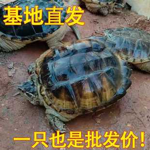 外塘鳄鱼龟鲜活食用龟大鳄龟肉红烧煲汤北美杂佛鳄鱼龟观赏龟包邮