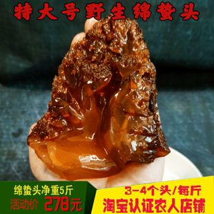 大连水产野生特级绵蜇头 包邮 海蜇头海蛰海哲头红蛰非即食5斤桶装