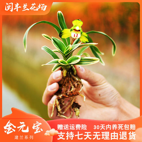 【金元宝】矮种兰花苗建兰金边名贵带花苞中透兰草盆栽国兰浓香型 - 封面
