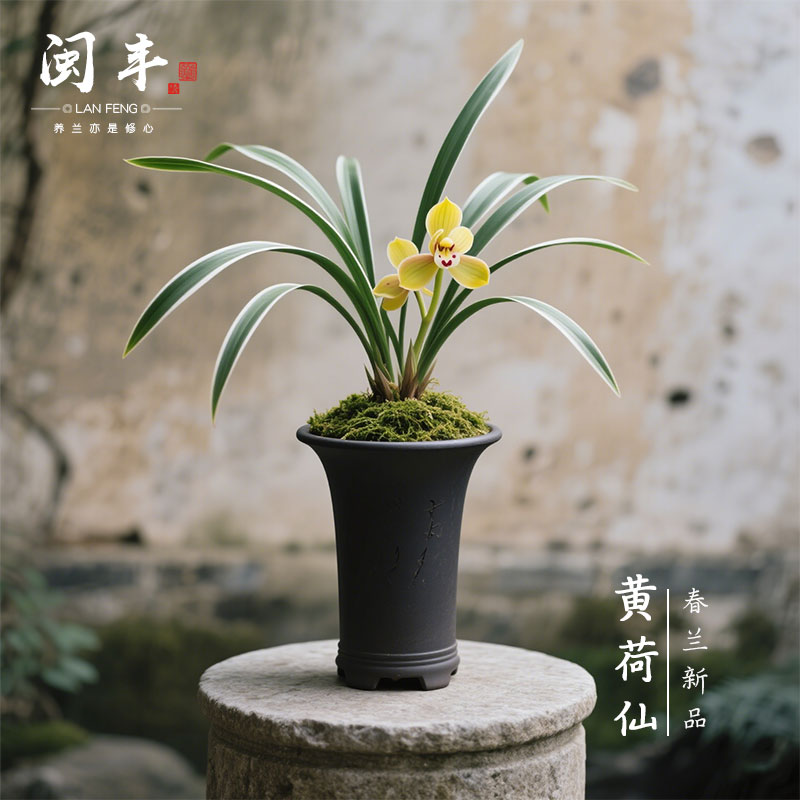 【黄荷仙】兰花苗细叶春兰