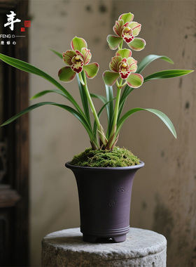 【翠染绯】兰花苗建兰四季兰名贵盆栽花卉植物浓香兰草国兰室内