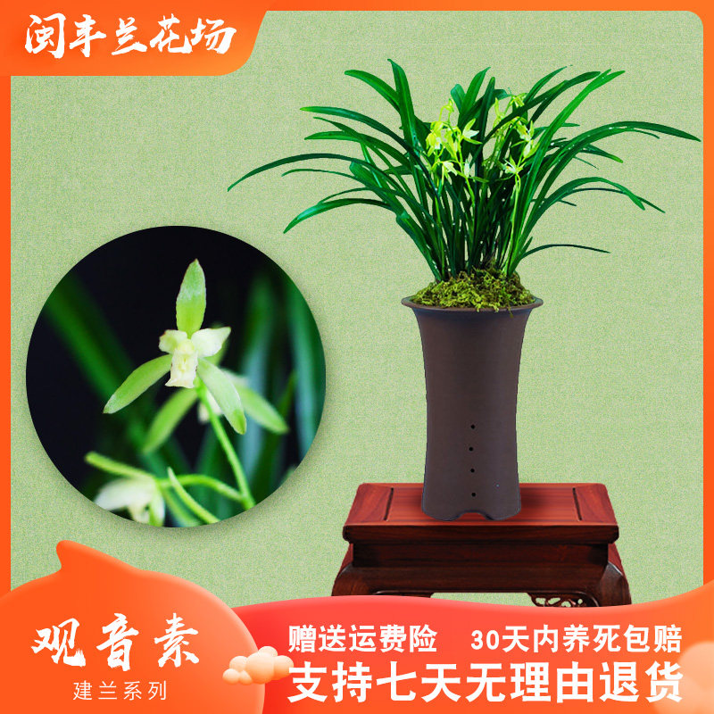 建兰素花浓香型四季兰观音素带花苞室内观花植物兰草花卉盆栽好养