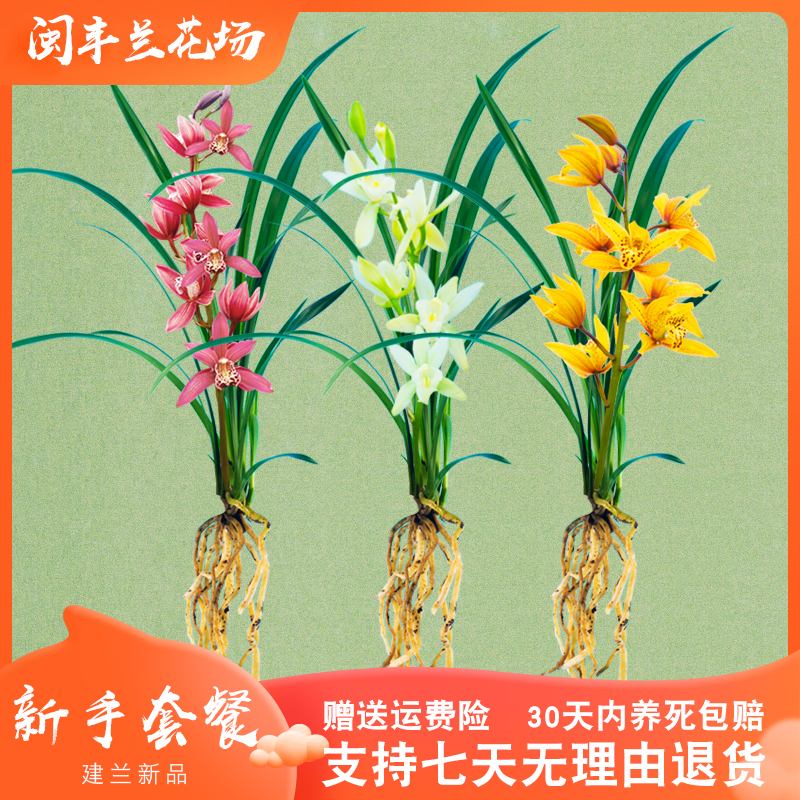 【裸根苗新手套餐】兰花苗红花盆栽花卉绿植室内阳台植物兰草名贵