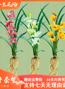【裸根苗新手套餐】兰花苗红花盆栽花卉绿植室内阳台植物兰草名贵